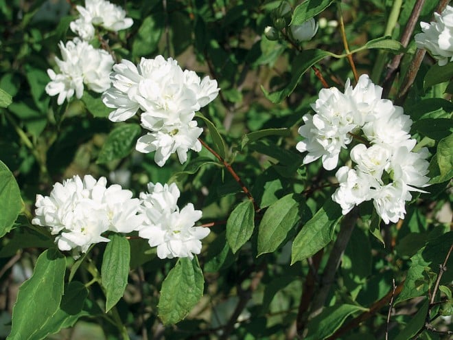 Philadelphus lewisii ‘Goose Creek’