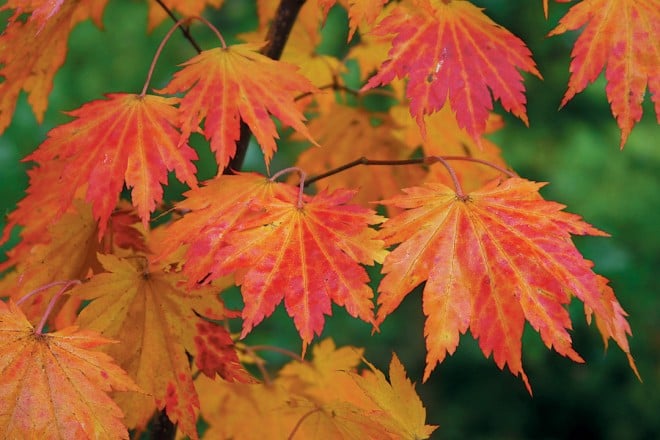 Siebold’s maple (Acer sieboldianum) in autumn. Photograph by Bruce Rutherford