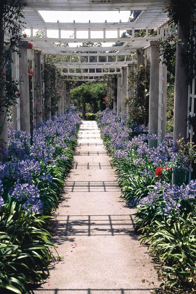 Agapanthus ‘Huntington Blue’. Photograph by Clair Martin