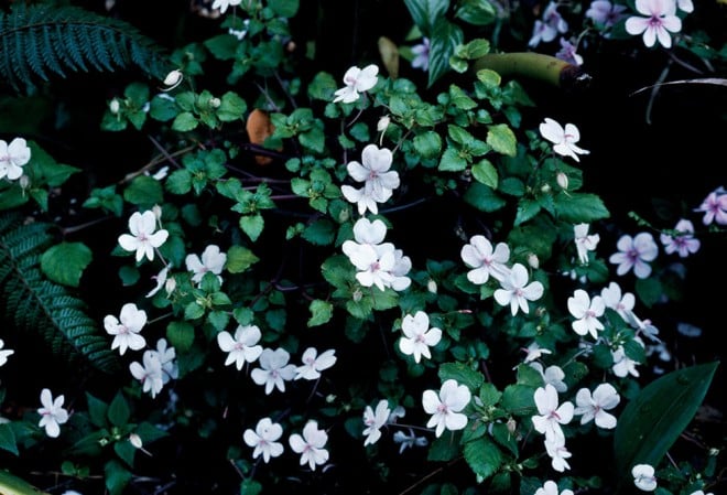 Impatiens pseudoviola ‘Alba’