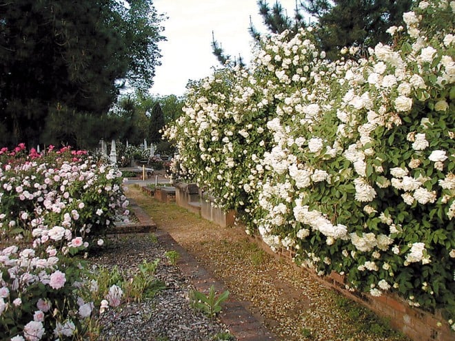 At the left, ‘Cécile Brünner’ (pale pink) in front of ‘La Reine’ (deep pink); on the right, ‘Les Pactole’ - See more at: https://www.pacifichorticulture.org/articles/sacramentos-historic-rose-garden/#sthash.FoT0pU0Q.dpuf