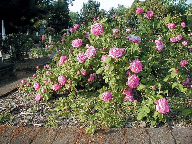 ‘La Reine’, pegged to the ground to encourage flowering along the length of the stems - See more at: https://www.pacifichorticulture.org/articles/sacramentos-historic-rose-garden/#sthash.FoT0pU0Q.dpuf