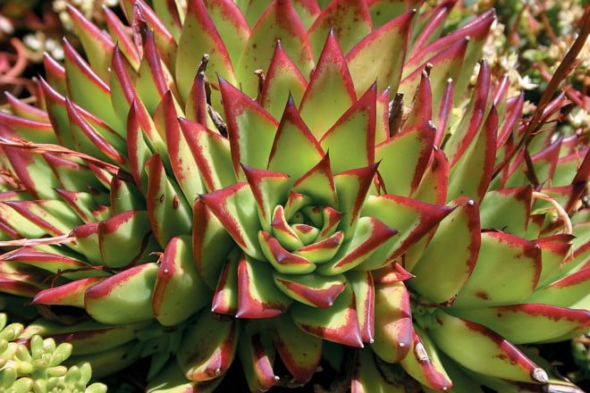 Echeveria agavoides