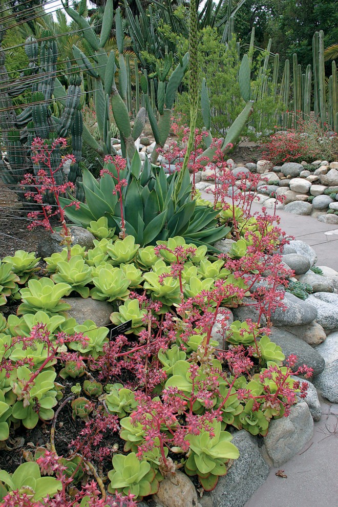 Echeveria pallida in flower