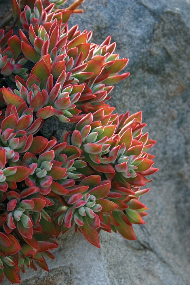 Echeveria pulvinata, with velvety hairy leaves