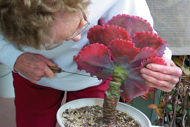 Marylyn Henderson beheading an echeveria