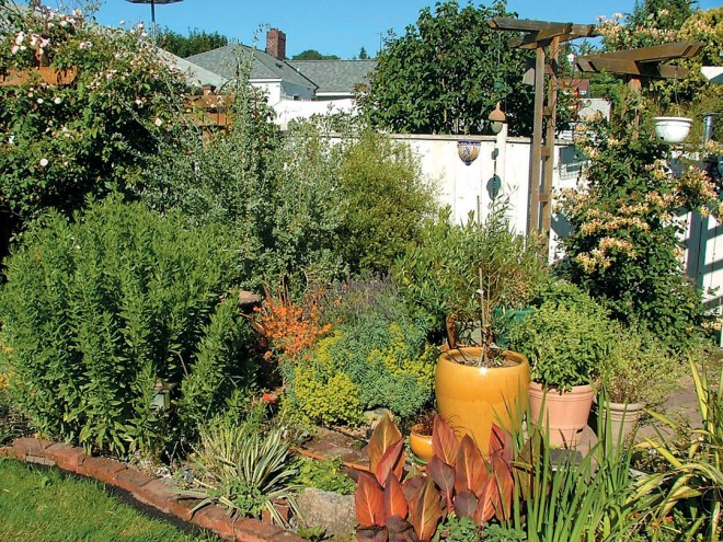 Corsican native plants in pots and in the ground in a sunny pocket of the author’s Seattle garden