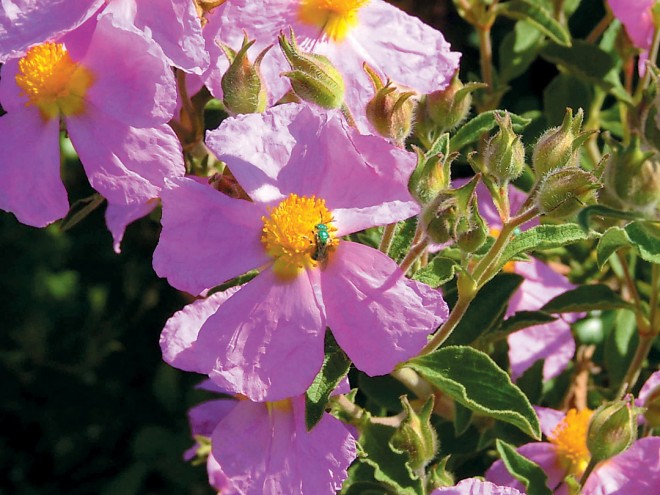 Hoary rockrose (Cistus creticus)