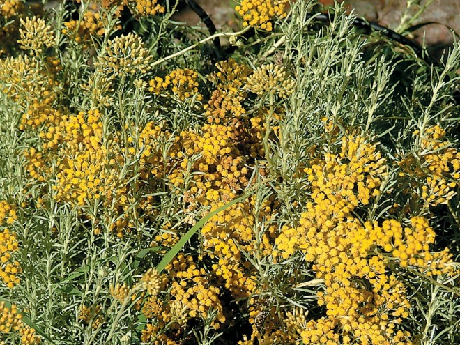 Curry plant (Helichrysum italicum)