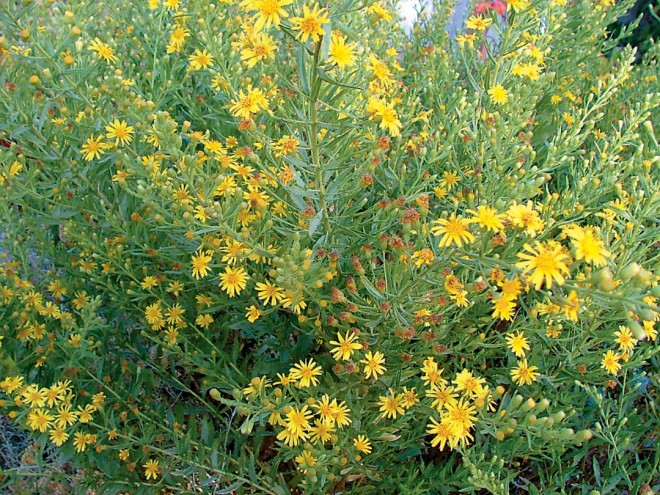 Sticky fleabane (Inula viscosa). Author’s photographs