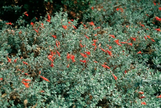 Zauschneria ‘Calistoga’, with larger leaves but smaller, darker flowers