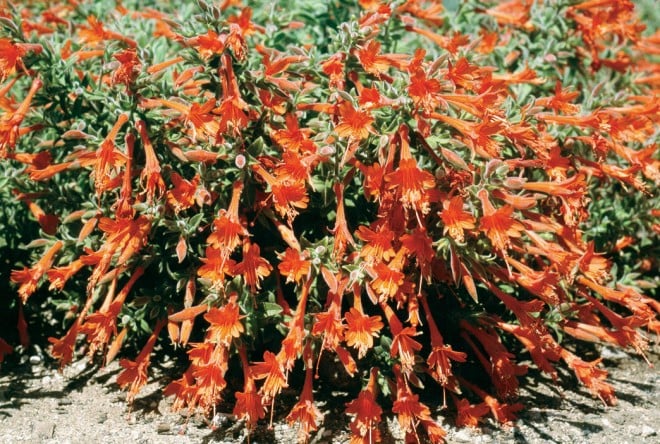 Zauschneria ‘Cloverdale’, another excellent selection