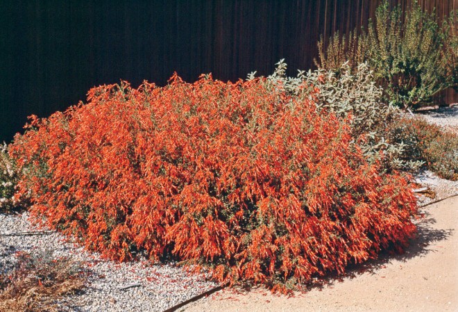 Zauschneria ‘Route 66’, late and heavy flowering