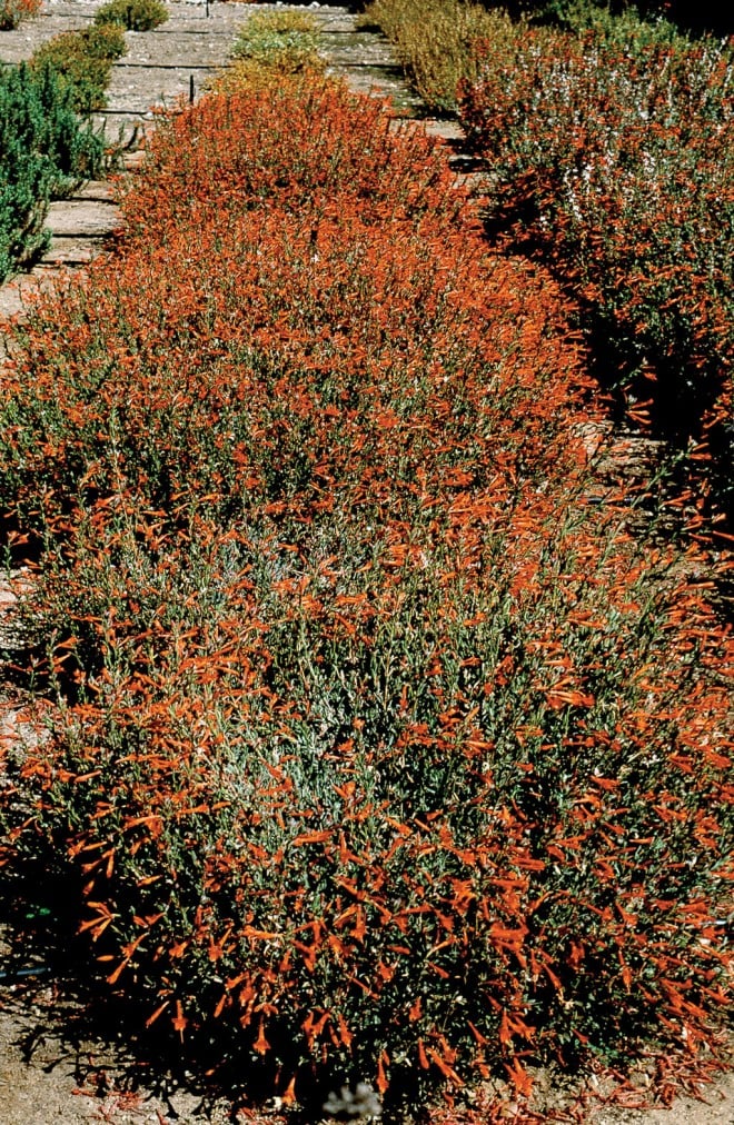 A row of Zauschneria ‘John Bixby’, voted #1 in the trials