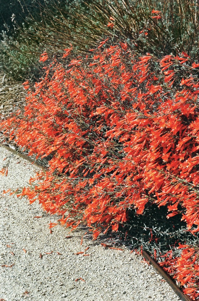 Zauschneria ‘Catalina’, voted #3 in the trials