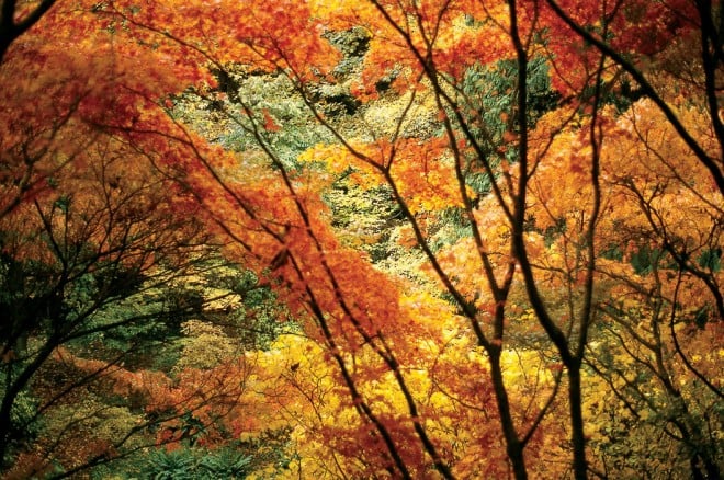 There is a great art to placing open, fine-textured plants to discreetely veil space; looking through a veil, such as this Japanese maple (Acer palmatum), the space beyond seems larger - See more at: https://www.pacifichorticulture.org/articles/making-gardens-seem-bigger-part-ii/#sthash.UkjxOBix.dpuf