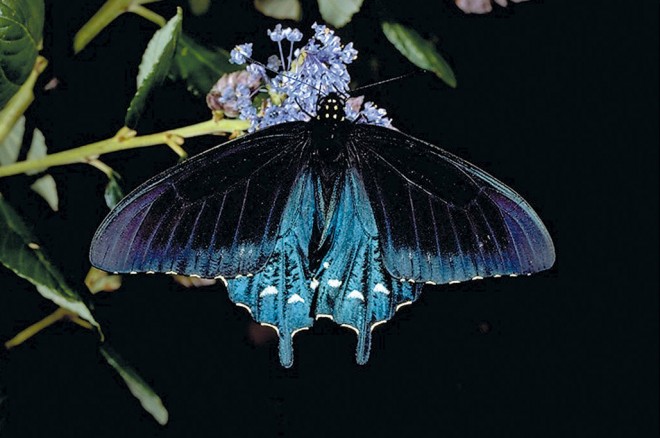 California pipevine swallowtail butterfly (Battus philenon). Photograph by TW Davies, courtesy www.calphoto.com