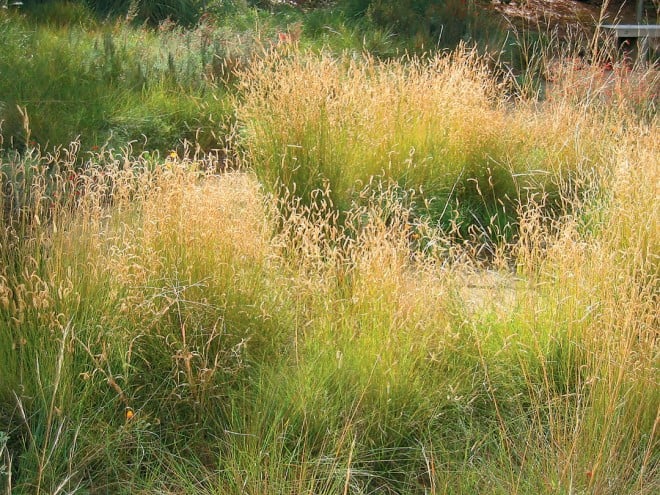 Blue grama grass (Bouteloua gracilis)