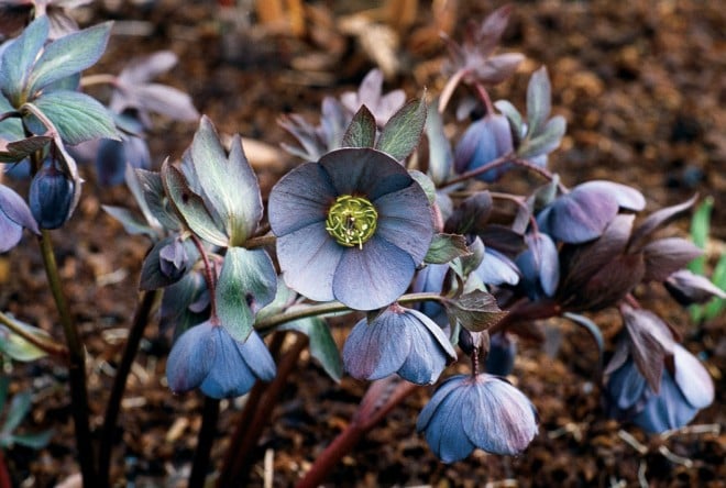 A slatey purple garden hybrid hellebore (Helleborus x hybridus) in Elizabeth Strangman’s garden. Photograph by Richard Tyler