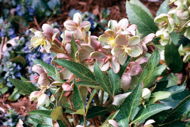 Helleborus x sternii. Photographs by C Colston Burrell, except as noted