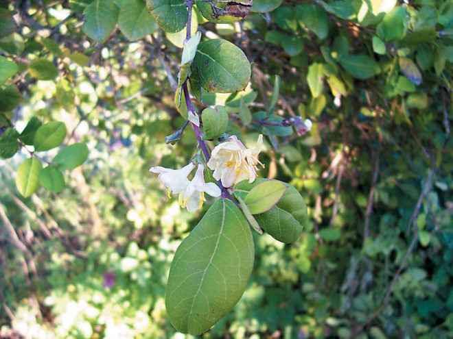 Lonicera fragrantissima. Author’s photographs, except as noted