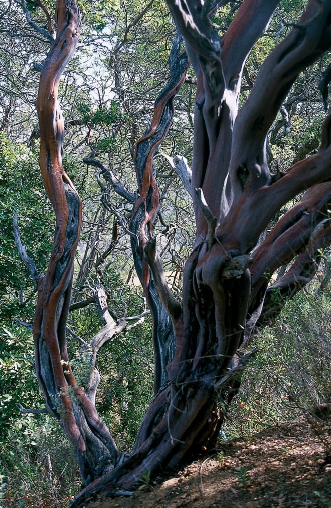 Neue Stämme von Arctostaphylos insularis auf Santa Photographs by Carol BornsteinCruz Island