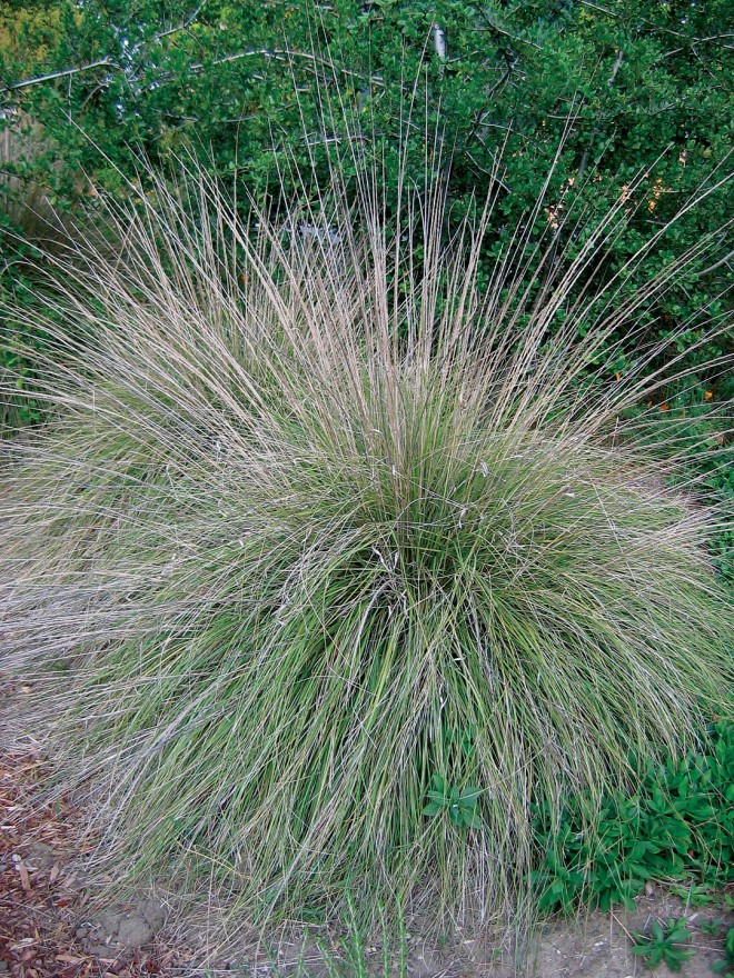 Deer grass (Muhlenbergia rigens). Photograph by Nikhil Joshi - See more at: https://www.pacifichorticulture.org/articles/the-central-valley-garden-in-winter/#sthash.QDbbYBhE.dpuf