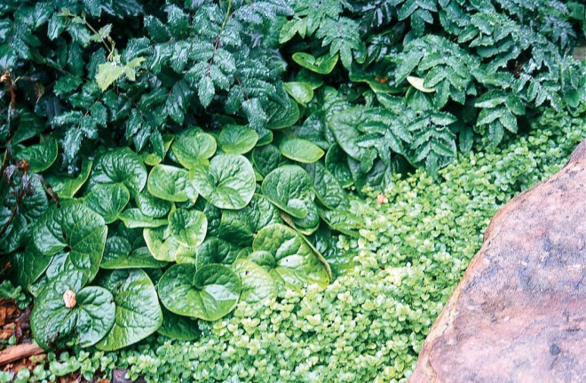 A shade garden of green foliage, with Oregon grape (Berberis aquifolium), wild ginger (Asarum caudatum) and yerba buena (Satureja douglasii). Author’s photographs - See more at: https://www.pacifichorticulture.org/articles/the-native-gardener8217s-paintbox-green/#sthash.0FRtKPtq.dpuf