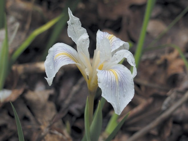 A lavender variant from northern Mendocino County.
