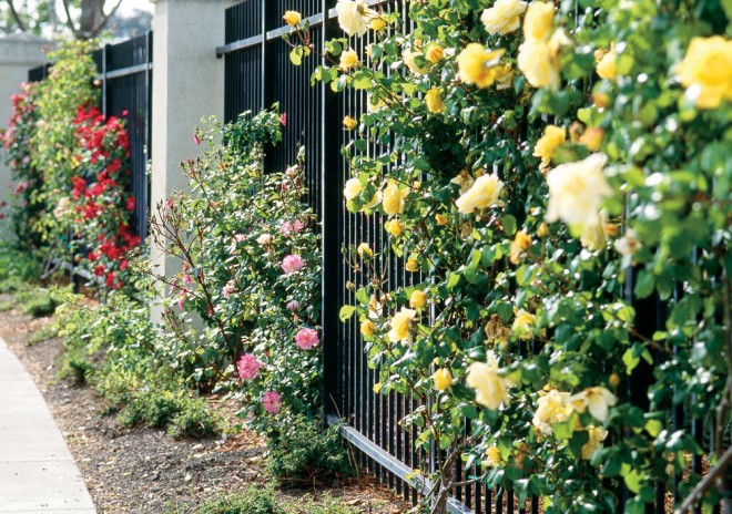 Rosa ‘Cl. Joanna Hill’ on the Santa Clara University fence - See more at: https://www.pacifichorticulture.org/articles/santa-clara-university8217s-wall-of-climbing-roses/#sthash.QnNcMojZ.dpuf