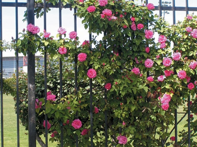 Rosa ‘Follette’ on the Santa Clara University fence - See more at: https://www.pacifichorticulture.org/articles/santa-clara-university8217s-wall-of-climbing-roses/#sthash.QnNcMojZ.dpuf