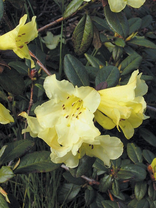 Rhododendron burmanicum, a small shrub with few-flowered racemes, sometimes fragrant; Myanmar (formerly Burma)