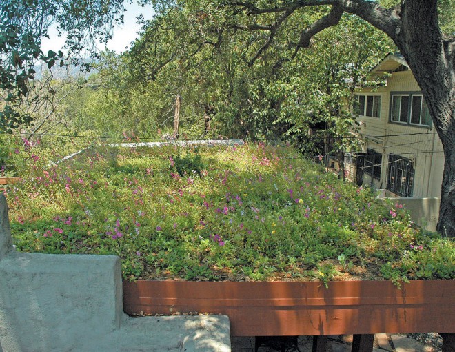 Patio cover green roof with sedums and wildflowers in Altadena, California. Photograph by Bronwyn Miller; design by Flower to the People