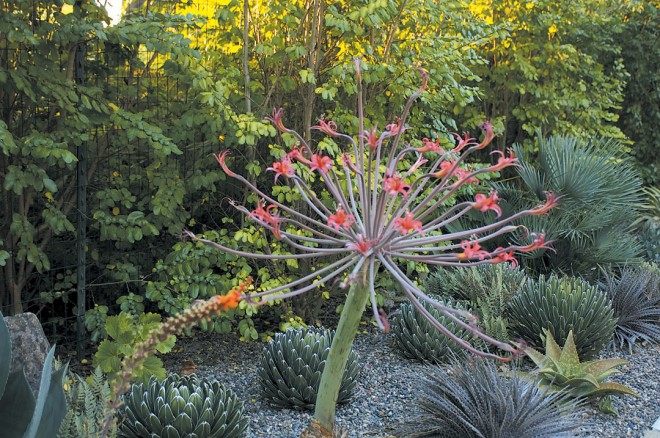 For summer drama, nothing beats Brunsvigia josephinae, flowering above globes of Agave victoria-reginae