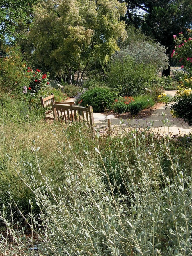 The silvery stems of bush germander (Teucrium fruticans, in the foreground) frame the edges of the Storer Garden - See more at: https://www.pacifichorticulture.org/articles/the-ruth-risdon-storer-garden-evolution-of-a-valley-wise-garden/#sthash.9xwzSEj3.dpuf