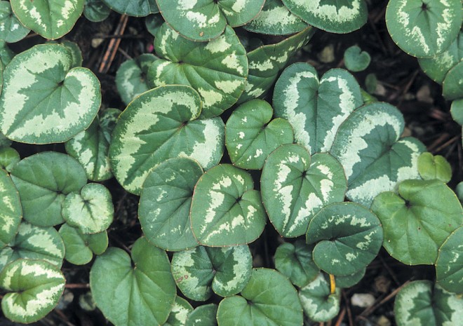 Cyclamen coum foliage