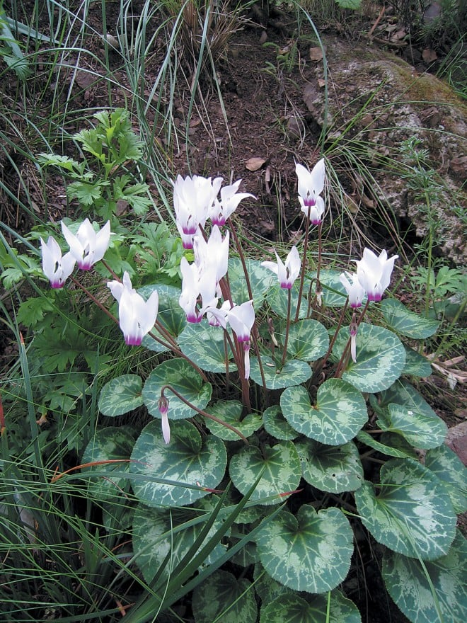 Cyclamen persicum in the editor’s garden. Photograph by RGT - See more at: https://www.pacifichorticulture.org/articles/cyclamen-for-winter-and-spring/#sthash.7XN24K6J.dpuf