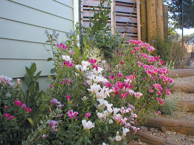 Farewell-to-spring (Clarkia amoena) bids the season adieu with a splash of color. Author’s photographs, except as noted - See more at: https://www.pacifichorticulture.org/articles/the-untamable-beauty-of-californias-wildflowers/#sthash.omt2N1iG.dpuf