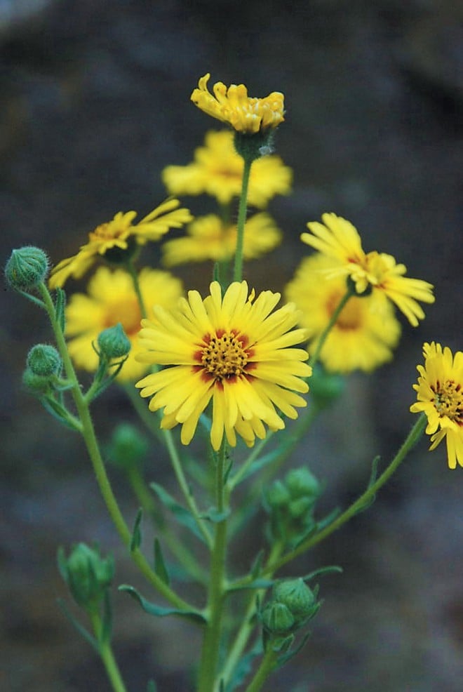 A yellow tarweed (Madia sp.) provides late summer color. Photograph by Mieko Watkins - See more at: https://www.pacifichorticulture.org/articles/the-untamable-beauty-of-californias-wildflowers/#sthash.omt2N1iG.dpuf