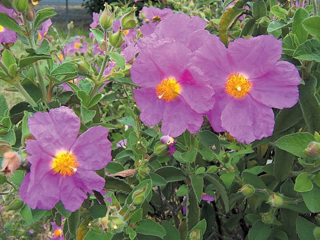 Cistus x ralettii