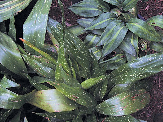 Cast-iron plants (Aspidistra elatior ‘Milky Way’ with spots, and A. yunnanensis with center stripe). Author’s photographs, except as noted - See more at: https://www.pacifichorticulture.org/articles/winter-delights-in-the-garden-foliage-and-bark/#sthash.8M3JkdTz.dpuf