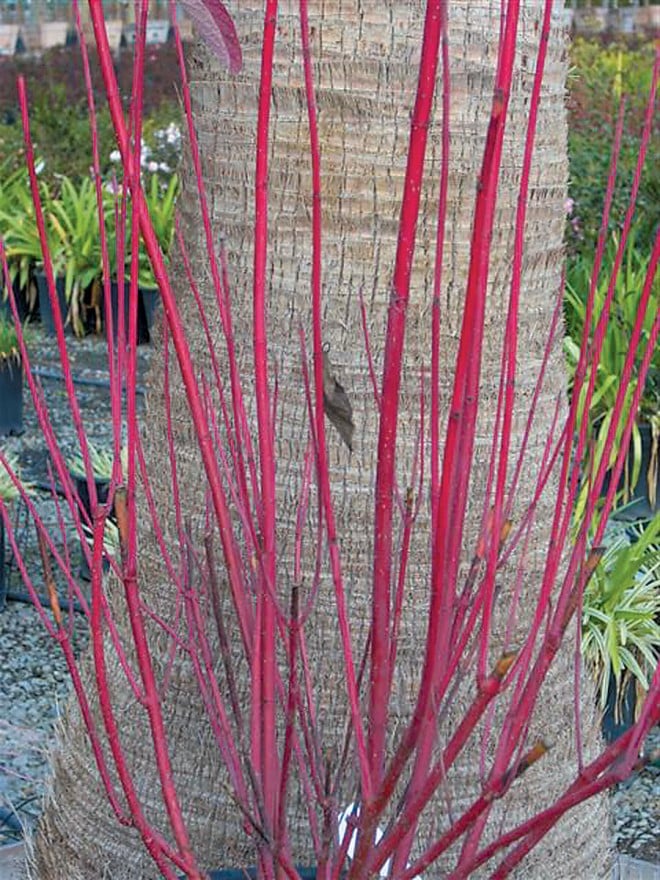 Redtwig dogwood (Cornus sericea). Photograph courtesy Devil Mountain Nursery - See more at: https://www.pacifichorticulture.org/articles/winter-delights-in-the-garden-foliage-and-bark/#sthash.8M3JkdTz.dpuf