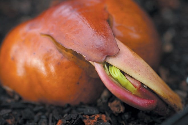 Buckeye seed sprouting