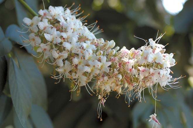 Close-up of a single inflorescence of California buckeye