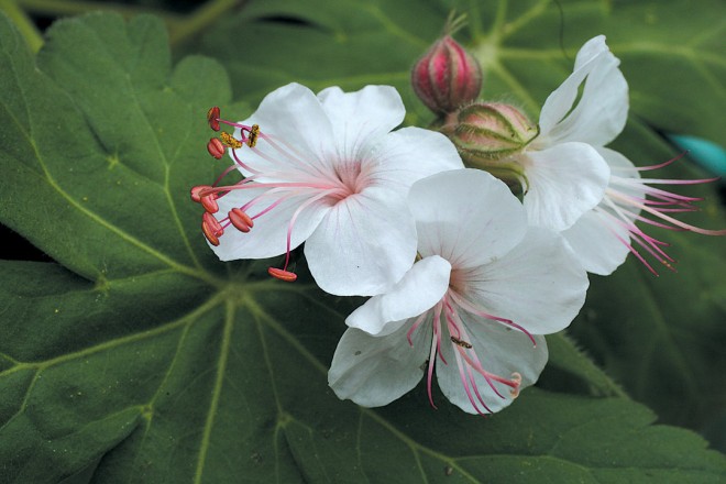 Geranium macrorrhizum ‘Album’