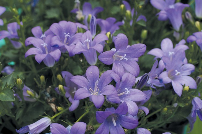 Campanula ‘Birch Hybrid’