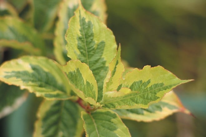 Weigela florida ‘Variegata’