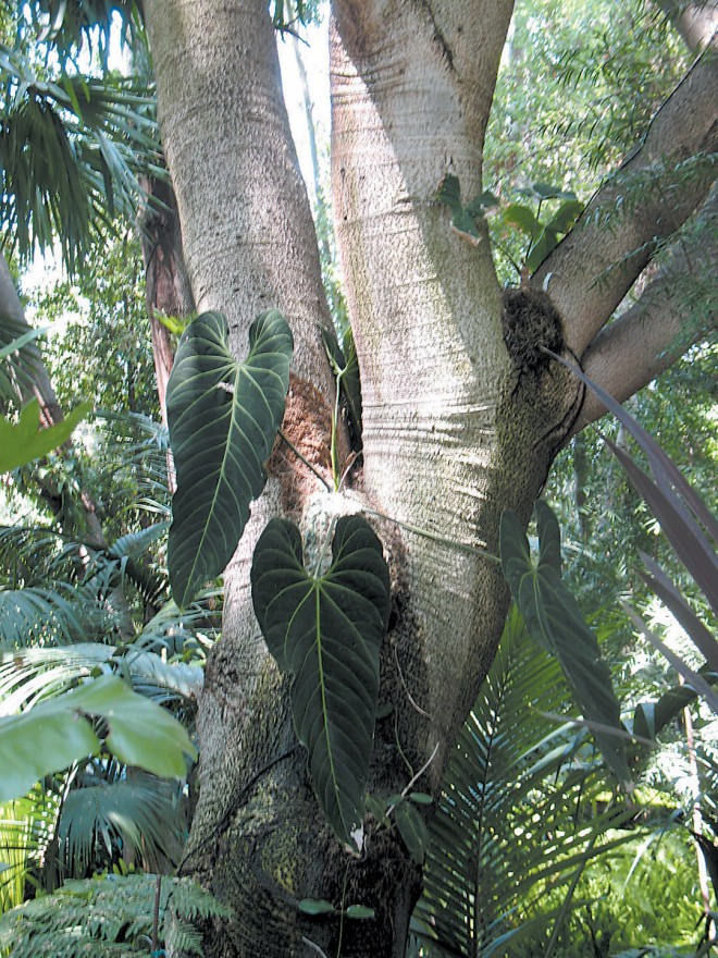 Anthurium marmoratum, perched on the trunk of an elephant’s ear tree (Enterolobium cyclocarpa), a large leguminous tree from Brazil that is part of the Darian garden’s forest canopy, along with the lemon-scented gums