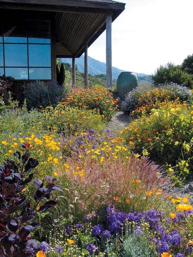 With careful irrigation, this garden of verbena, poppies, and daisies continues flowering through summer, while serving to reduce the risk of fire reaching the house