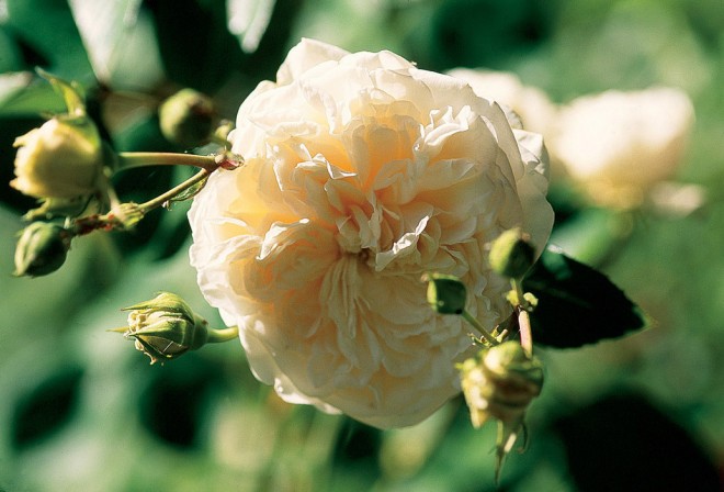 Rosa ‘Sombreuil’, a climbing tea rose from 1850